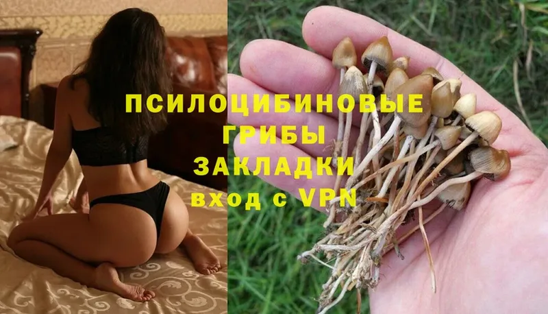 Галлюциногенные грибы Psilocybine cubensis  Поворино 